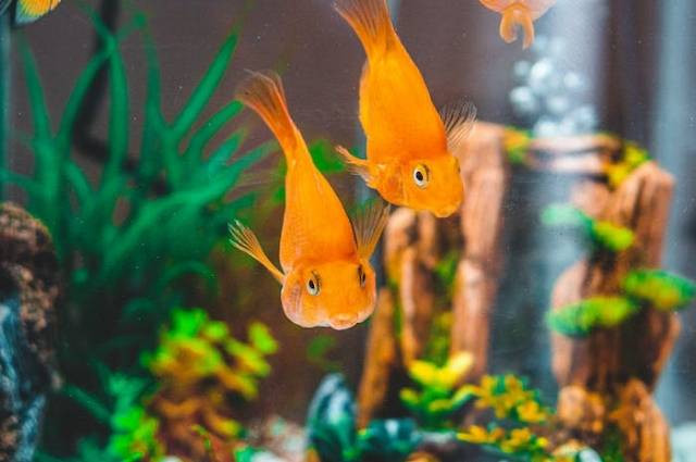 Ilustrasi cara merawat warna ikan koki, sumber foto: Chait Goli by pexels.com