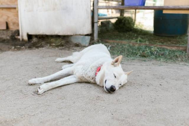 Ilustrasi cara agar anjing mau makan saat sakit, sumber foto: RDNE Stock project by pexels.com