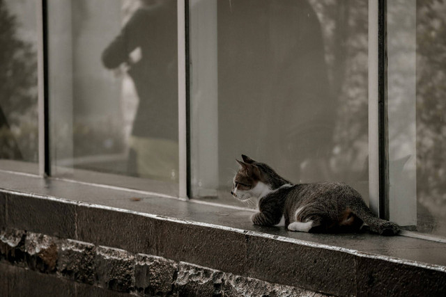 ilustrasi kucing kepanasa. Sumber foto: Unsplash