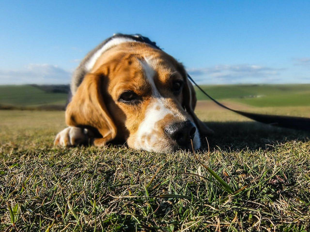ilustrasi anjing sedih. Sumber foto: Pexels