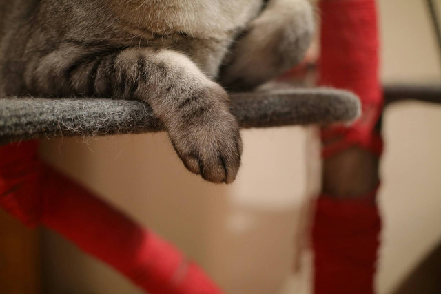 Ilustrasi cakaran kucing. Sumber foto: Unsplash