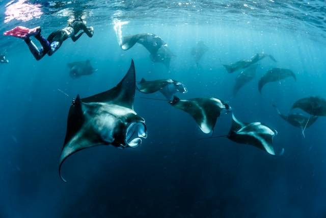 Manta Point Nusa Penida. Foto hanyalah ilustrasi, bukan tempat yang sebenarnya. Sumber: Unsplash/Sebastian Pena Lambarri