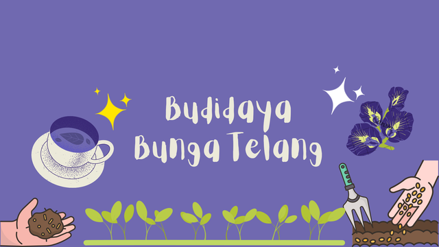 ilustrasi budidaya bunga telang. Sumber : ilustrasi sendiri, canva, karya Verina Mitta