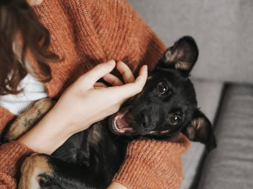 Ilustrasi Cara Menenangkan Anjing yang Ketakutan. Sumber: Unsplash