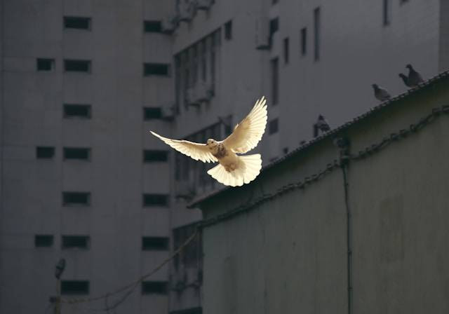 Ilustrasi Kenapa Burung Dara Tidak Mau Makan. Foto: dok. Unsplash/Sunguk Kim