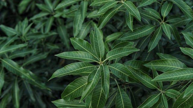 Ilustrasi contoh daun dikotil. Sumber: Pexels/ArrN Capture