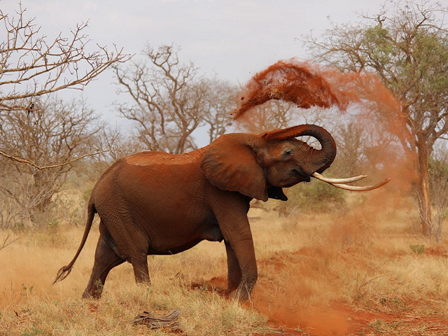 Ilustrasi ciri khusus gajah. Sumber: pexels.com/pixabay.