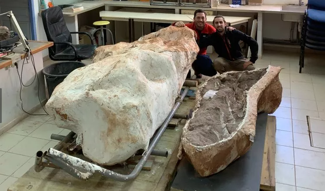 Begini penampakan fosil titanosaurus raksasa yang ditemukan di Prancis. Foto: Damien Boschetto/ACAP