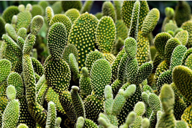 Ilustrasi cara adaptasi kaktus. Sumber foto: pixabay/ignartonosbg