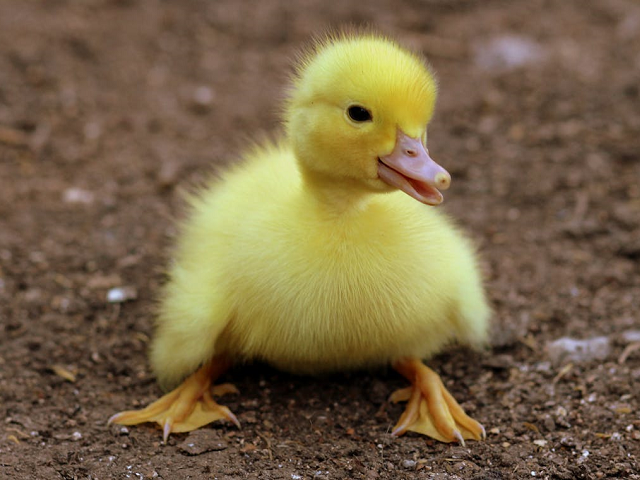Ilustrasi cara adaptasi bebek. Sumber: pexels.com/Pixabay.