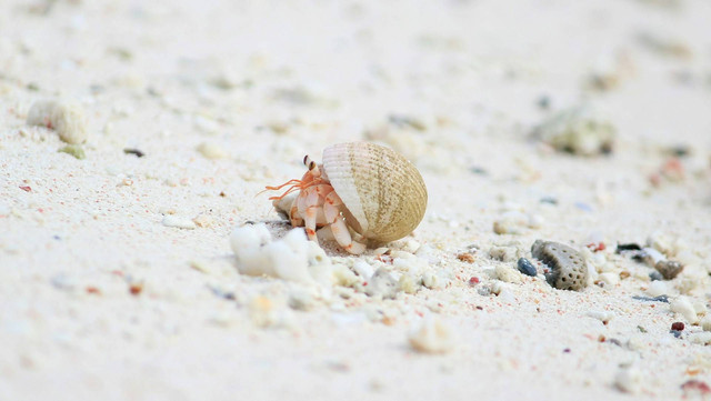 Ilustrasi kelomang laut. Sumber foto: Unsplash