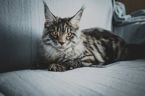 Illustrasi Jenis Kucing Domestik. Sumber: Unsplash