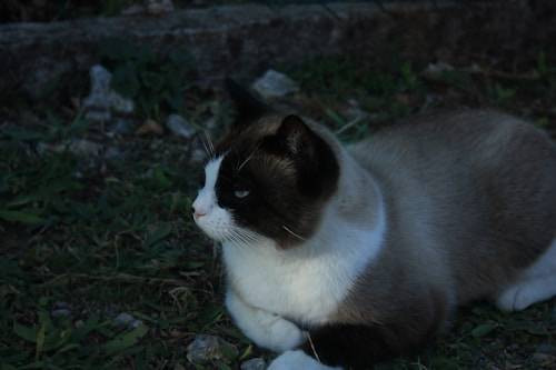 Ilustrasi Ciri Kucing Snowshoe. Sumber: Unsplash