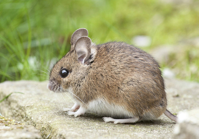 Ilustrasi: Cara Mengusir Tikus yang Ampu. Sumber: Pixabay.com