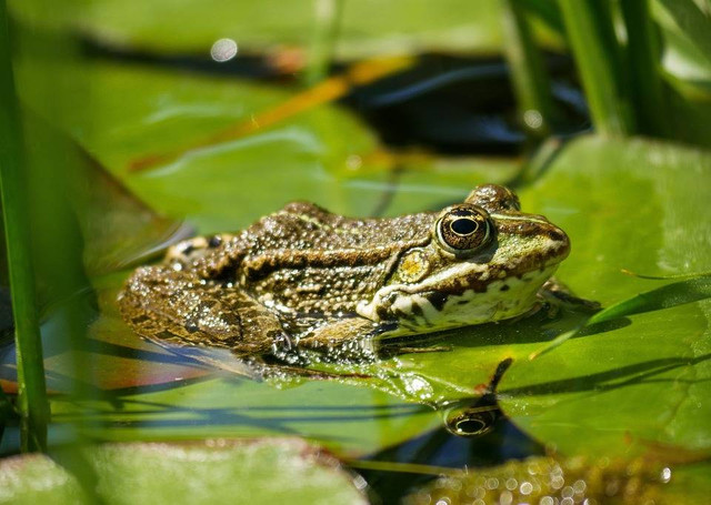 Ilustrasi hal yang terjadi apabila populasi katak menurun - Sumber: pixabay.com/garten-gg