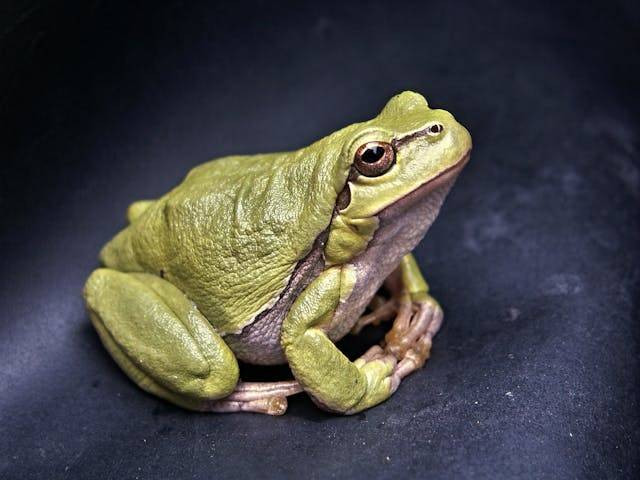 Perbedaan kodok dan katak... Sumber: Pexels / Pixabay