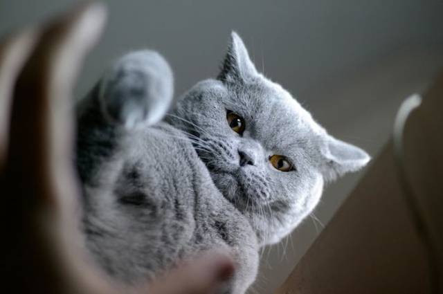 Ilustrasi karakteristik kucing british shorthair, sumber foto: Kostiantyn Klymovets by pexels.com