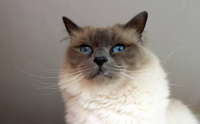 ilustraai kucing birman (Pexels)