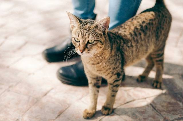llustrasi ailurophobia pada kucing. Sumber foto: Unsplash