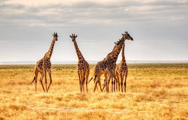 Ilustrasi flora dan fauna benua Afrika. Sumber: unsplash.com/ Mariola Grobelska