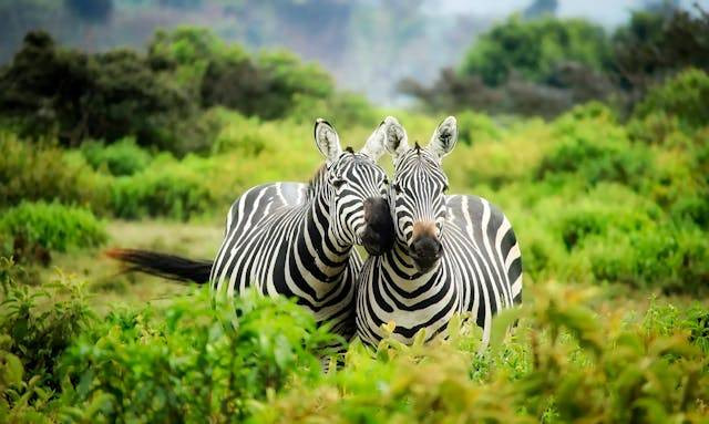 Ilustrasi unsur klimatik yang mempengaruhi persebaran flora dan fauna di Indonesia. Sumber foto: Pexels/Pixabay