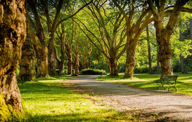 Ilustrasi Taman Ranggon Wijaya Kusuma, Bukan Tempat Sebenarnya, Sumber Unsplash/Mike Benna