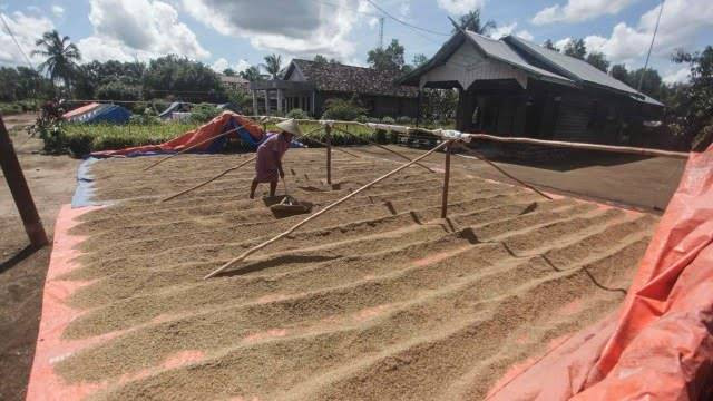 Ilustrasi petani sedang menjemur gabah. | Foto : Dok. Antara Foto