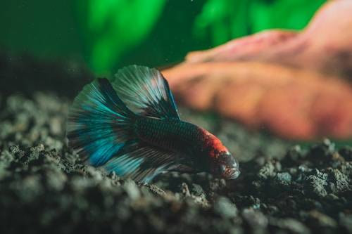 Ilustrasi Jenis Ikan Cupang Crowntail. Sumber: Unsplash