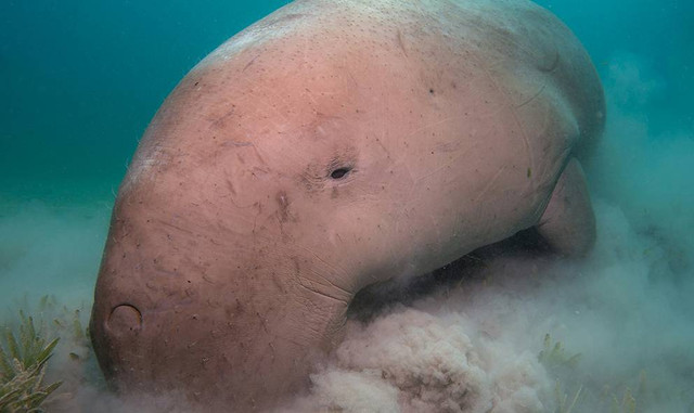 Ilustrasi ciri ciri dugong. Sumber: www.unsplash.com