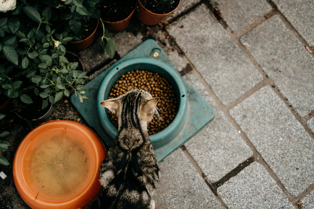 Ilustrasi: Cara Mengatasi Kucing Tidak Mau Makan. Sumber: itsmeseher/Pexels.com