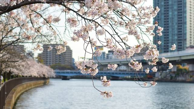 Kema Sakuranomiya, Tempat Wisata di Osaka. Sumber: Pavlo Klein / Unsplash