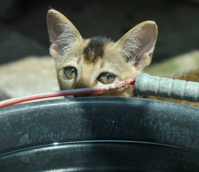 ilustrasi kucing takut air (Unsplash)