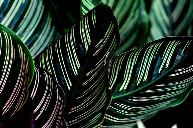 ilustrasi tanaman calathea (PIxabay)