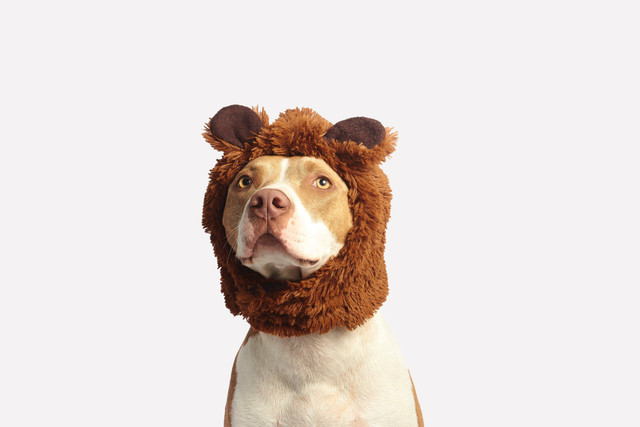 Ilustrasi: Cara Melatih Anjing Agar Jinak. Sumber: Gilberto Reyes/Pexels.com