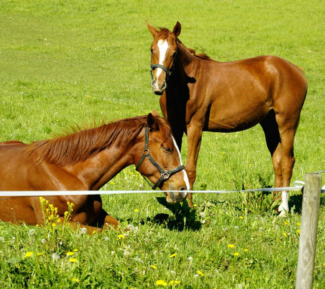 Ilustrasi hewan transgenik termasuk bioteknologi atau bukan. Sumber: pexels.com