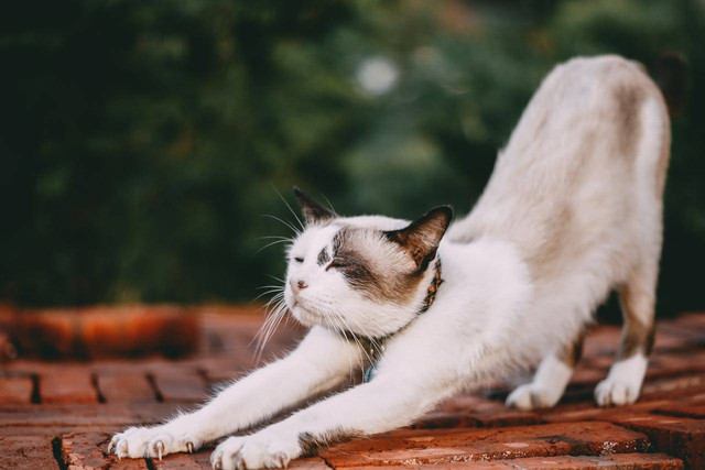 ilustrasi kucing tanpa ekor (Pexels)