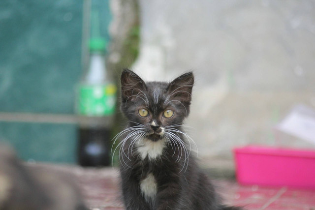 Ilustrasi kucing anggora dan mix kampung. Sumber foto: Unsplash