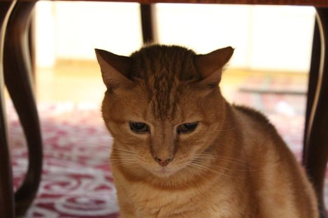 Kenapa Kucing Takut dengan Orang Asing? Foto Hanya Ilustrasi. Sumber Foto: Unsplash.com/Simone Stander