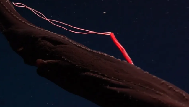 Parasit tersebut diduga merupakan kopepoda parasit Pennelid, sejenis mesoparasit yang hidup sebagian tertanam di kulit inangnya. Foto: Schmidt Ocean Institute