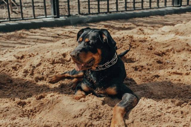 Ilustrasi fakta unik anjing rottweiler, sumber foto: Vova Kras by pexels.com