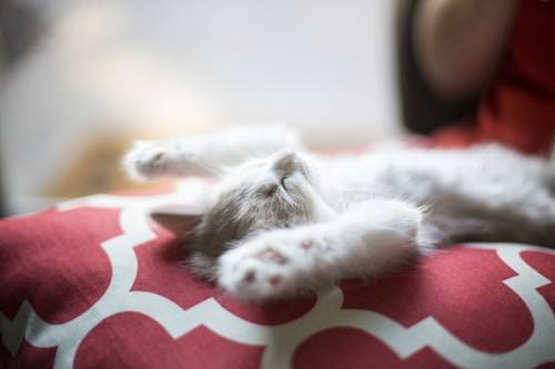 Ilustrasi Kebiasaan Kucing. Sumber: Unsplash