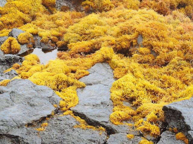 Foto hanya ilustrasi. Dampak blooming algae. Sumber: Pexels / Tony Haggerty