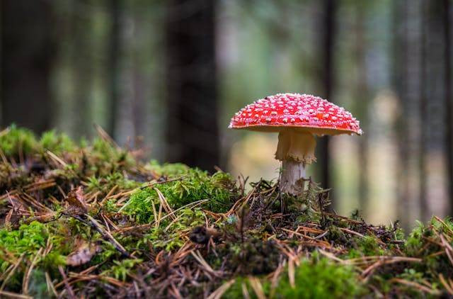 Peranan Basidiomycota. Sumber: Pexels / Egor Kamelev