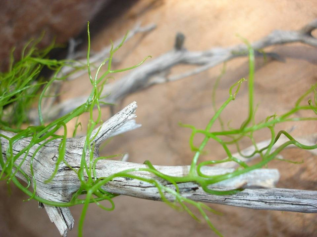 Ilustrasi klasifikasi alga - Sumber: pixabay.com/brogers