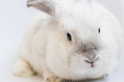 Ilustrasi Fakta Unik Kelinci Chinchilla. Sumber: Unsplash