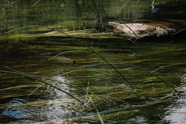 Ilustrasi Blooming algae adalah, foto:pexels