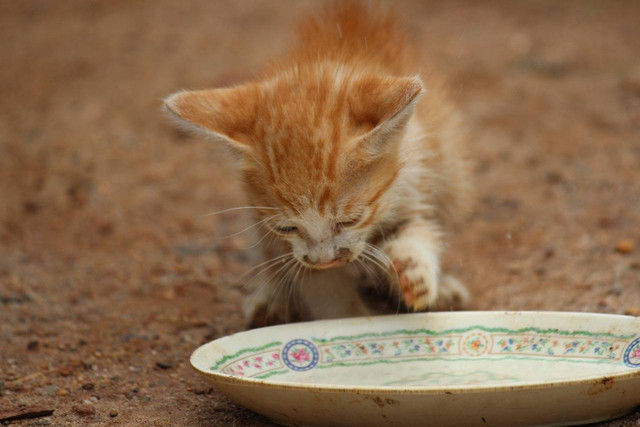 Ilustrasi apakah kucing perlu minum susu. Sumber: pixabay