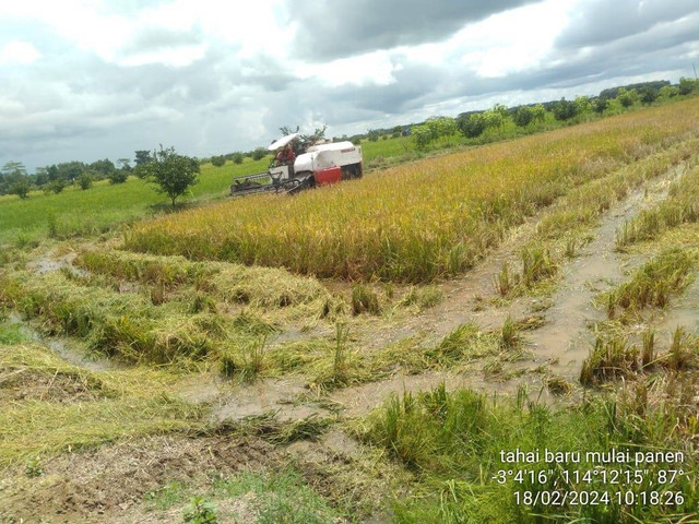 Panen raya padi di Food Estate Pulang Pisau. Foto: Kementan
