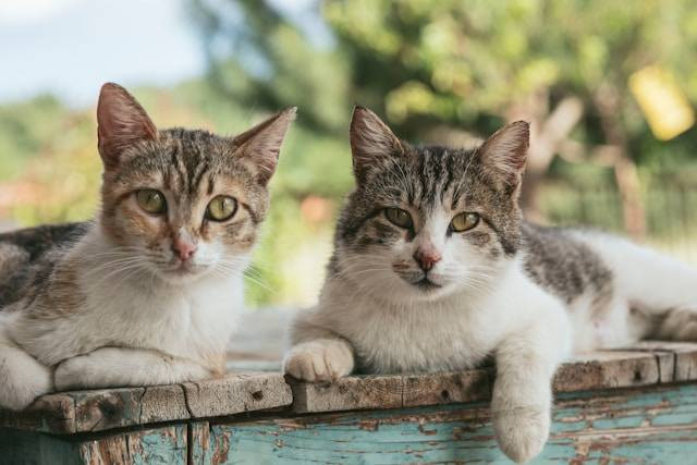 Ilustrasi apakah bapak kucing mengenali anaknya. Foto: Nathalie Jolie/Unsplash