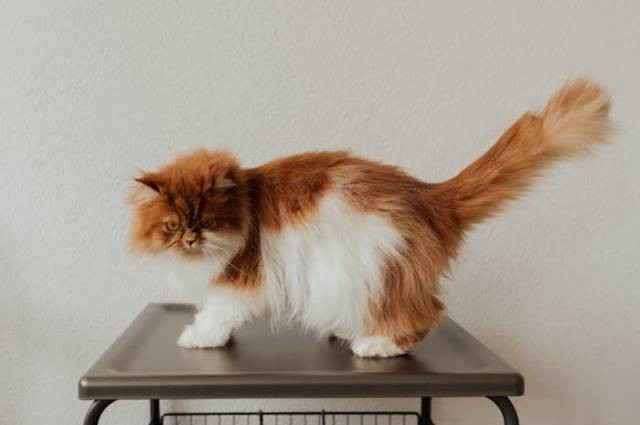Ilustrasi ras kucing paling kalem, sumber foto: Arina Krasnikova by pexels.com